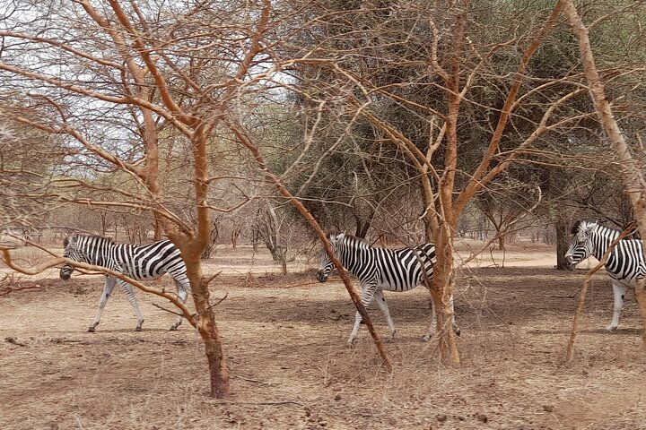 Sensafari Yo private driver tour guide in Senegal- Bandia reserve