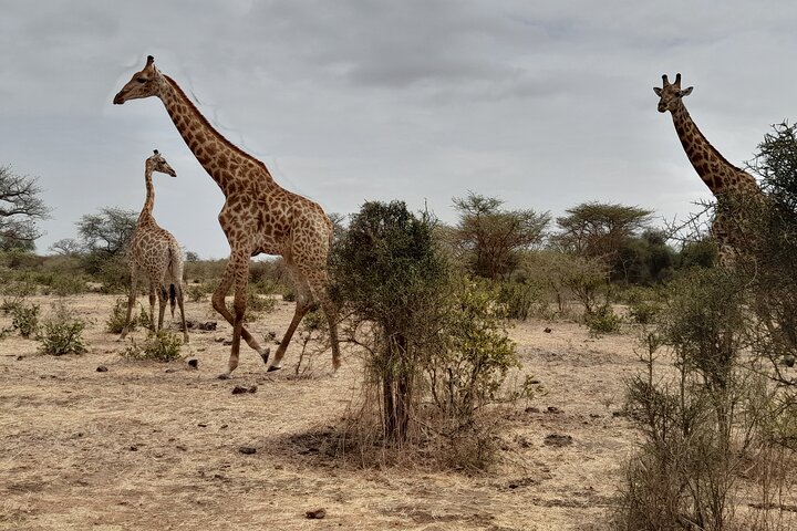 Sensafari Yo private driver tour guide in Senegal- Bandia reserve