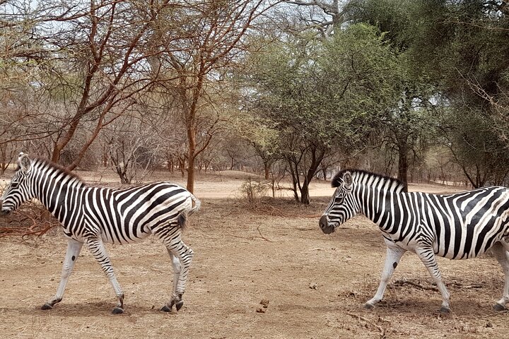 Sensafari Yo private driver tour guide in Senegal- Bandia reserve
