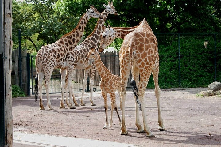 Giraffe Center, Karen Blixen, Beads and Bomas Cultural Dances