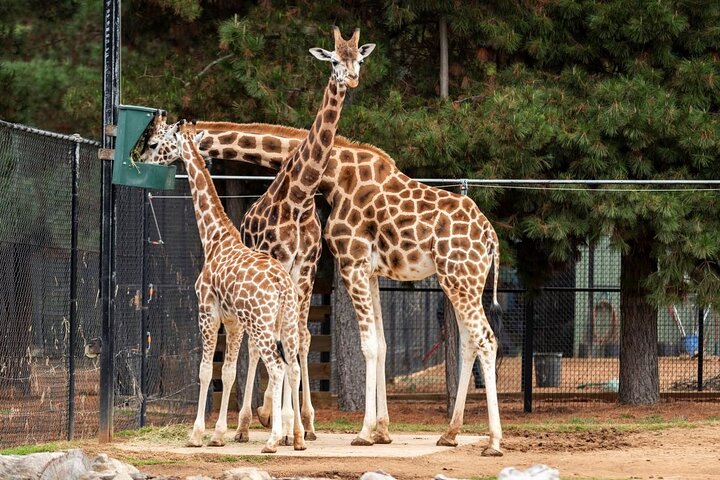 Giraffe Center, Karen Blixen, Beads and Bomas Cultural Dances