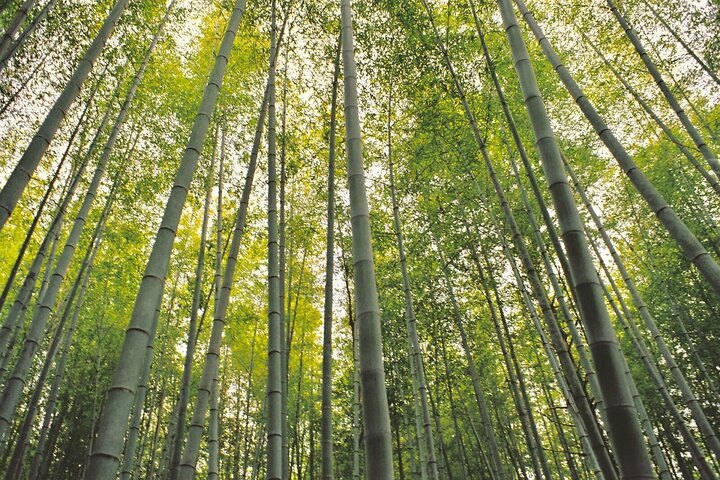 Hiking the Historic Nakasendo Trail [1 Day Tour from Nagoya]