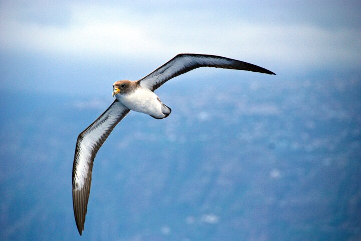 Whale and Dolphin Watching in Calheta, Madeira Island