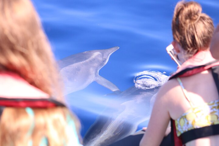 Whale and Dolphin Watching in Calheta, Madeira Island