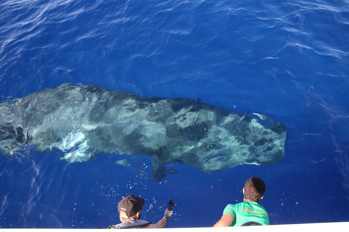 Whale and Dolphin Watching in Calheta, Madeira Island