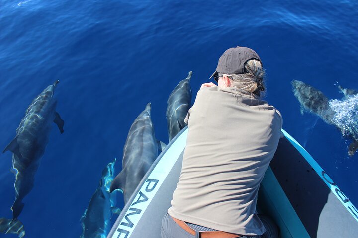 Whale and Dolphin Watching in Calheta, Madeira Island