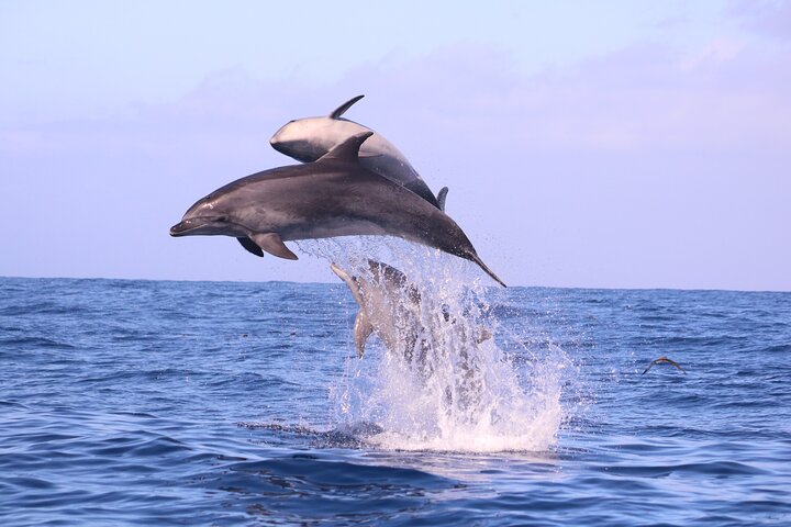 Whale and Dolphin Watching in Calheta, Madeira Island