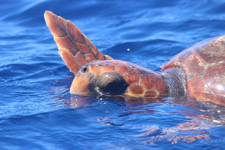 Whale and Dolphin Watching in Calheta, Madeira Island