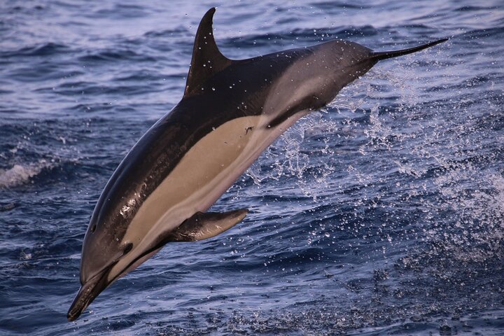 Whale and Dolphin Watching in Calheta, Madeira Island