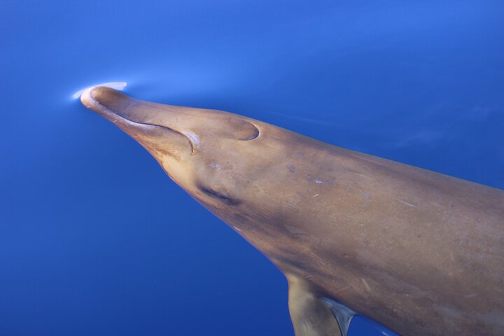 Whale and Dolphin Watching in Calheta, Madeira Island