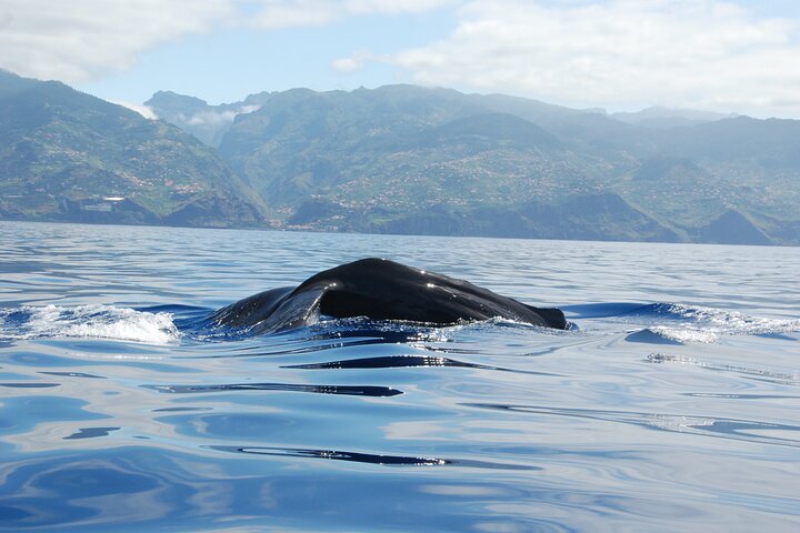 Whale and Dolphin Watching in Calheta, Madeira Island