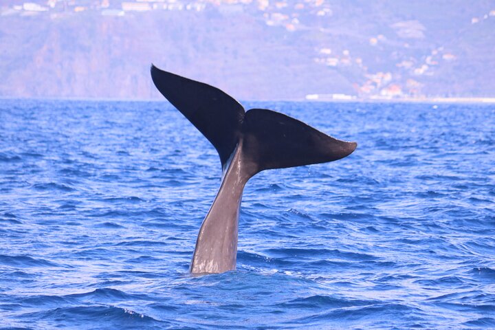 Whale and Dolphin Watching in Calheta, Madeira Island
