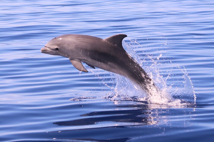 Whale and Dolphin Watching in Calheta, Madeira Island
