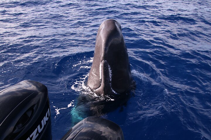 Whale and Dolphin Watching in Calheta, Madeira Island
