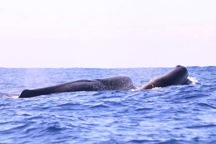Whale and Dolphin Watching in Calheta, Madeira Island