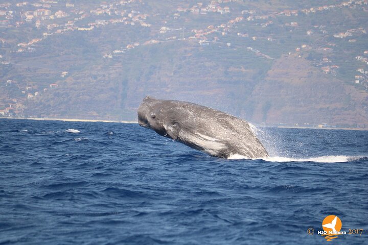 Whale and Dolphin Watching in Calheta, Madeira Island