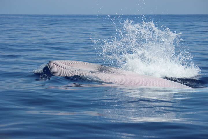 Whale and Dolphin Watching in Calheta, Madeira Island