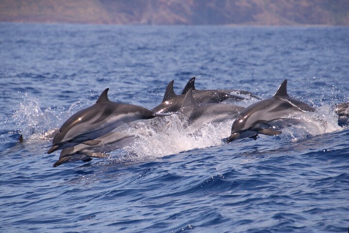 Whale and Dolphin Watching in Calheta, Madeira Island