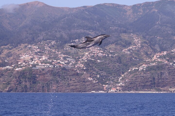 Whale and Dolphin Watching in Calheta, Madeira Island