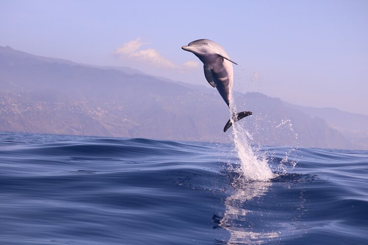 Whale and Dolphin Watching in Calheta, Madeira Island