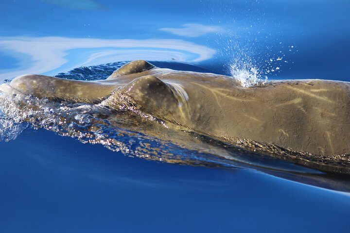 Whale and Dolphin Watching in Calheta, Madeira Island