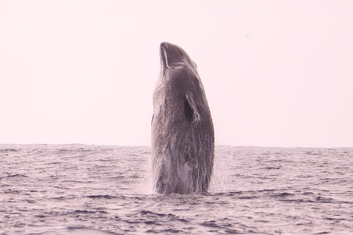 Whale and Dolphin Watching in Calheta, Madeira Island