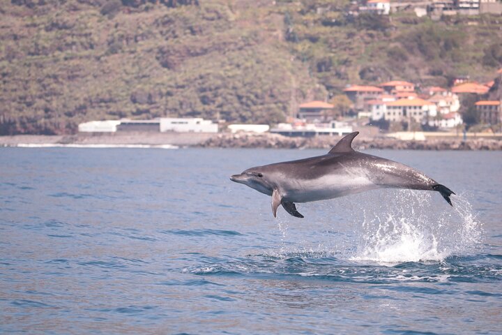 Whale and Dolphin Watching in Calheta, Madeira Island