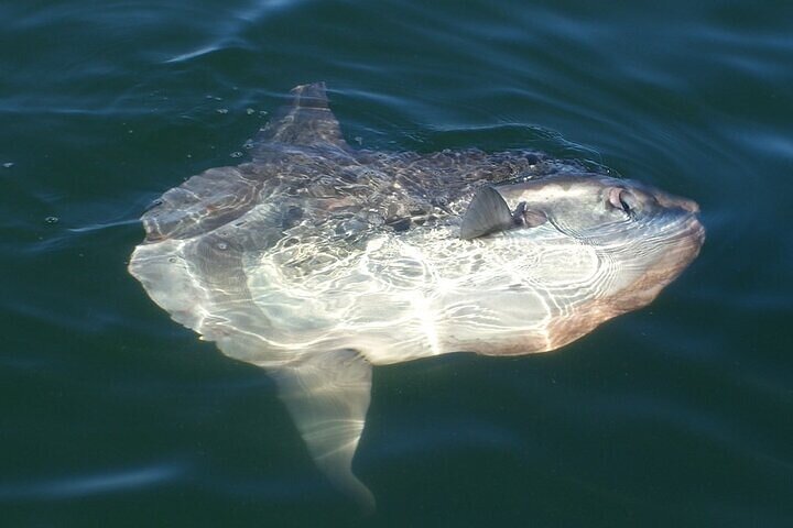 Dolphin and Seal Catamaran Cruise