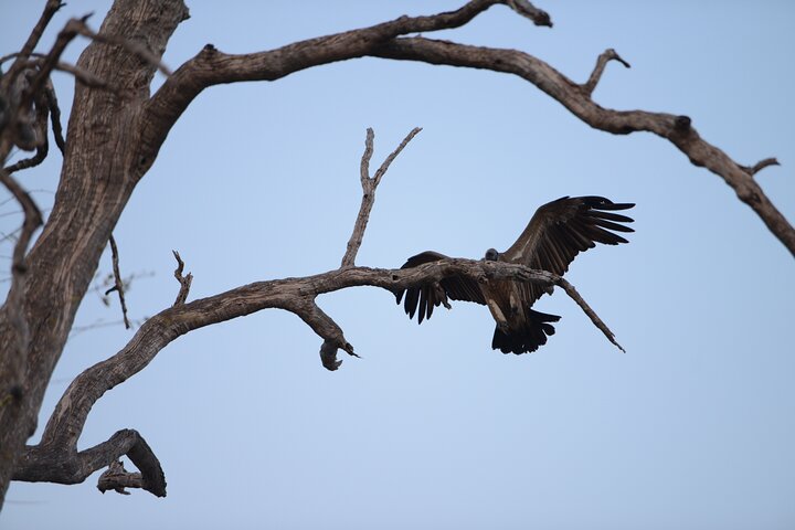 Full Day Tour to Chobe National Park and Botswana