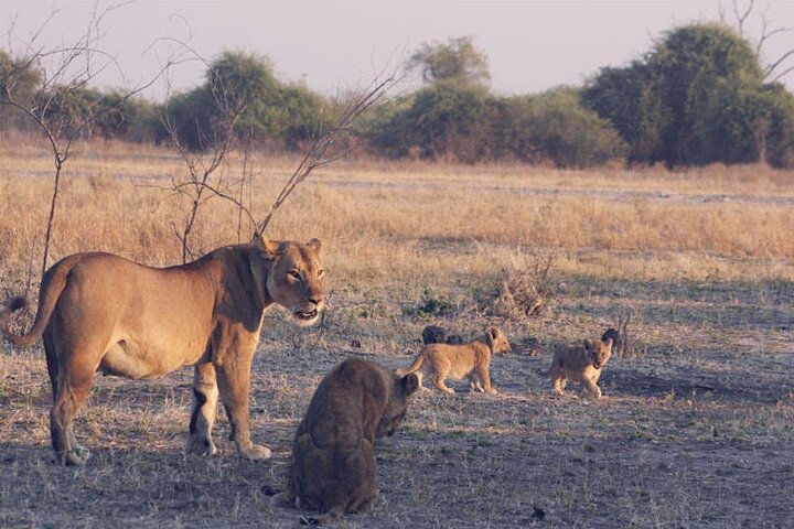 Full Day Tour to Chobe National Park and Botswana