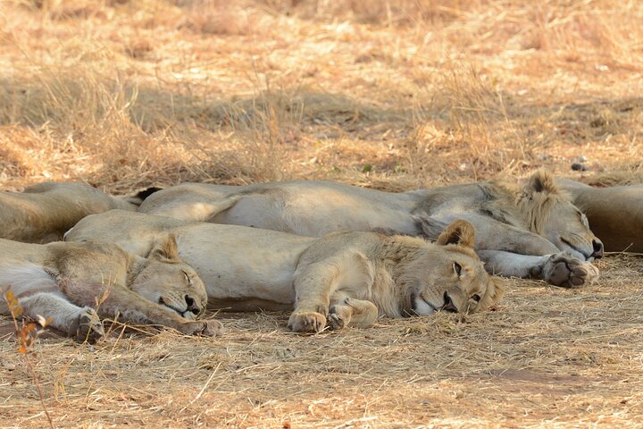 Full Day Tour to Chobe National Park and Botswana