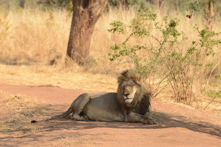 Full Day Tour to Chobe National Park and Botswana