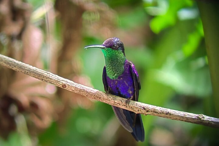 Manuel Antonio National Park : Guided tour with TICKET INCLUDED