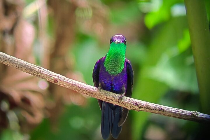 Manuel Antonio National Park : Guided tour with TICKET INCLUDED