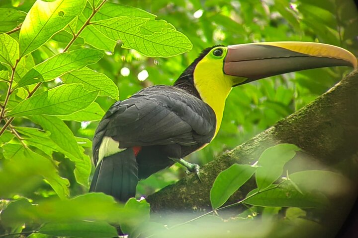 Manuel Antonio National Park : Guided tour with TICKET INCLUDED