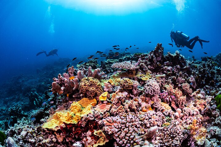 Outer Reef Scuba Diving Day Tour from Agnes Water 1770