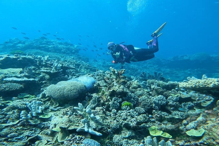 Outer Reef Scuba Diving Day Tour from Agnes Water 1770