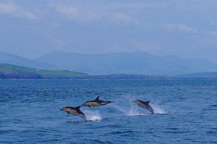 Dolphin Discovery Eco Tour