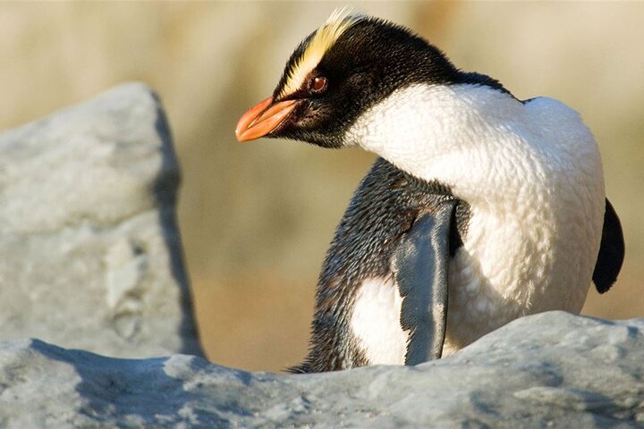 Milford Sound Premium Small Group Tour & Cruise from Queenstown