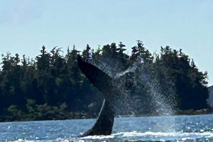Small Group Boat Tour of Sitka