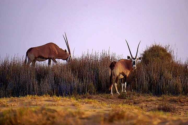 Sandwich Harbour 4x4 guided tours(Includes Cruise ship pick up)