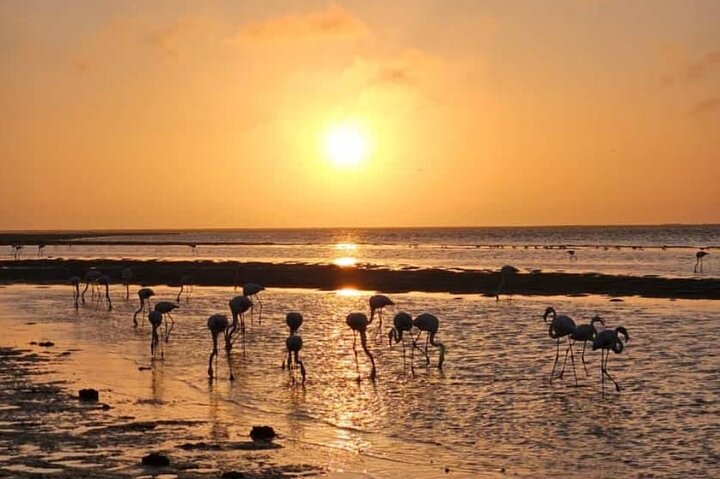 Sandwich Harbour 4x4 guided tours(Includes Cruise ship pick up)