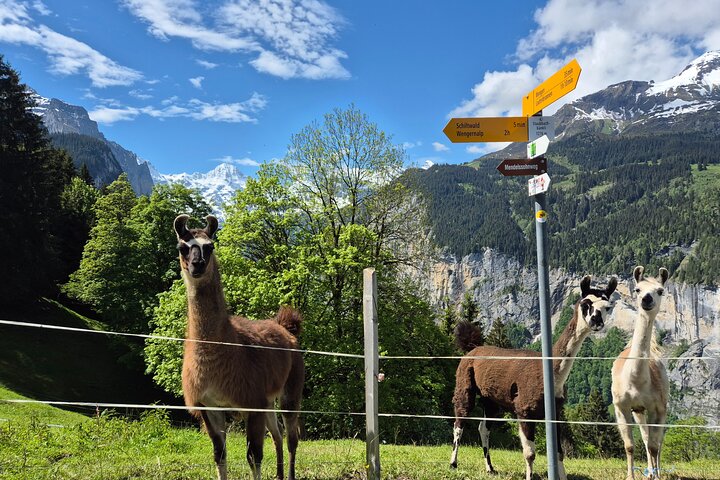 Easy countryside tour in Swiss Alps - kids friendly