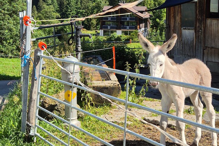 Easy countryside tour in Swiss Alps - kids friendly