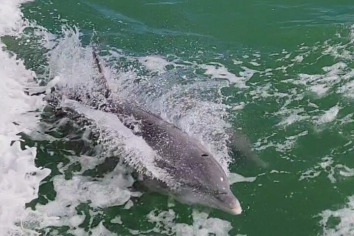 1:00 PM Eco Tour and Dolphin Watch