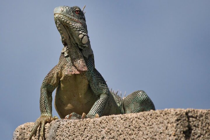Private Bonaire North & South Tour