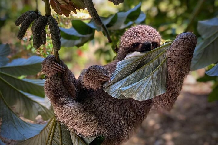 West Bay Beach Break / Monkey and Sloth Sanctuary