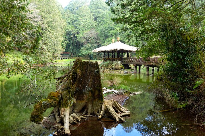 Alishan Join-in Day Tour from Taichung (Incl. Park Entrance)