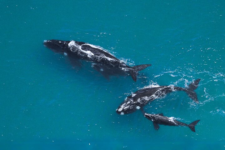 Marine Big 5 Safari with transport from Hermanus