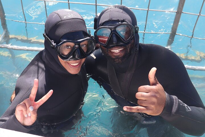 Shark Cage Diving and Viewing with transport from Hermanus